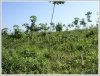 6 years old of 4,500 rubber plants on 18 ha of land for urgent sale