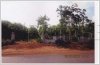 Rubber plantation by road 13 in Pakse for sale