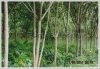 Rubber plantation by road 13 in Pakse for sale
