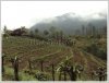 Argriculture, Resort potentials in Louangprabang