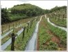 Argriculture, Resort potentials in Louangprabang