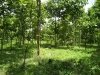 ID: 555 - Large land with teak wood behind National University of Laos for sale