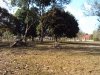 vacant land with big trees, 4 fish ponds and some part with rice paddy