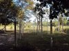 vacant land with big trees, 4 fish ponds and some part with rice paddy