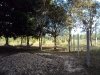 vacant land with big trees, 4 fish ponds and some part with rice paddy