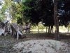 vacant land with big trees, 4 fish ponds and some part with rice paddy