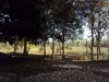 vacant land with big trees, 4 fish ponds and some part with rice paddy