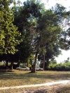 vacant land with big trees, 4 fish ponds and some part with rice paddy