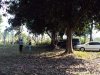 vacant land with big trees, 4 fish ponds and some part with rice paddy