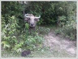 ID: 3516 - Nice vacant land not far from Tiger Beer Factory for sale