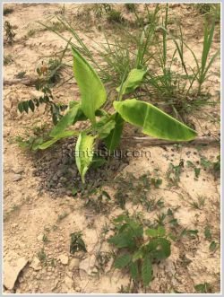 ID: 4237 - Agriculture land for sale in Phonhong District, Vientiane Province