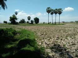 ID: 4477 - Agriculture land near main road for sale in Ban Samket