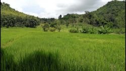 ID: 4528- Large land by main road in Sangthong District for Sale