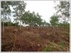ID: 2450 - Rubber Tree Plantation on 17.5 hectares in Pakngum District