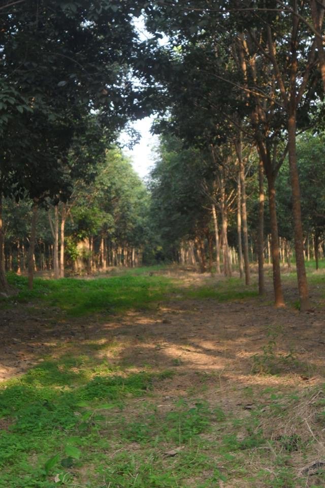 Business-for-rent-Hinboun-Khammuan-Lao_09 ID: 1988 – Forest land and 24,000 rubber trees on 7.4 ht next brook and next to road 13 South