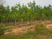 ID: 1988 – Forest land and 24,000 rubber trees on 7.4 ht next brook and next to road 13 South