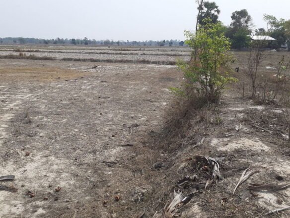 ID: 4435 – Agriculture land in km 31 for sale in Ban Borlek.