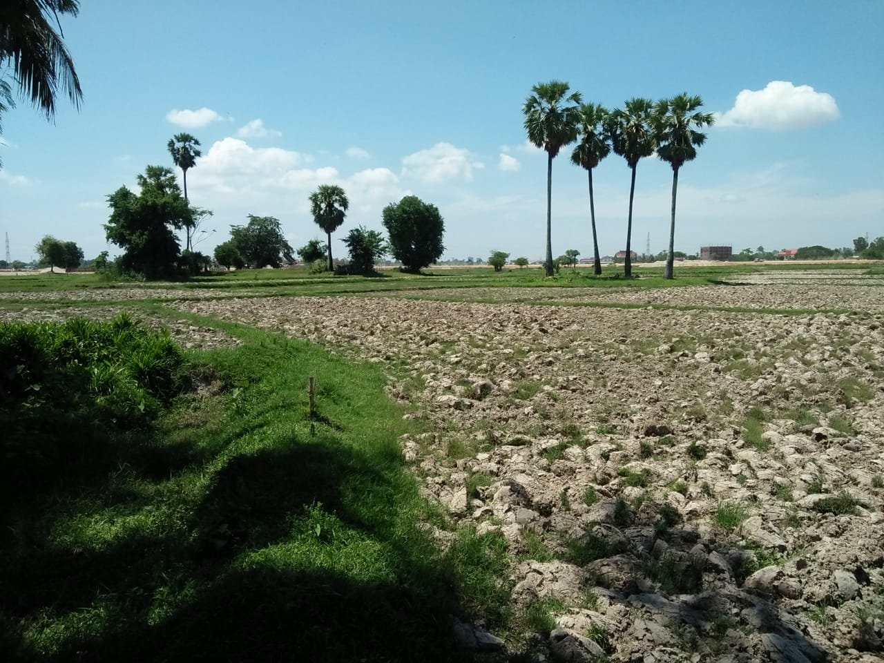 ID: 4477 – Agriculture land near main road for sale in Ban Samket.