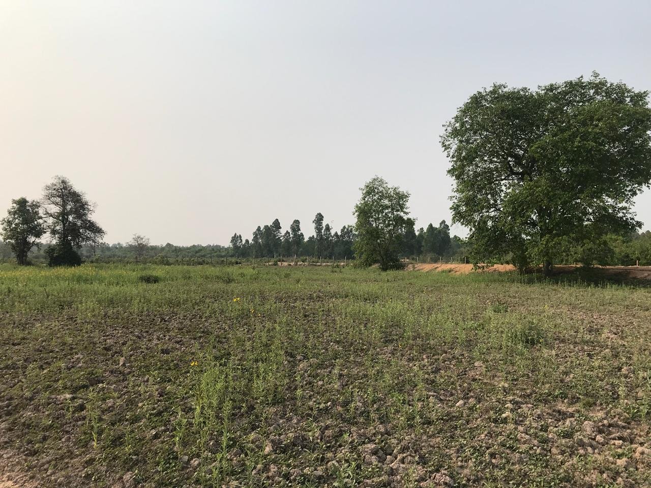 ID: 4524- Agriculture land near Na Dear Farm for sale.