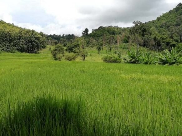 ID: 4528- Large land by main road in Sangthong District for Sale