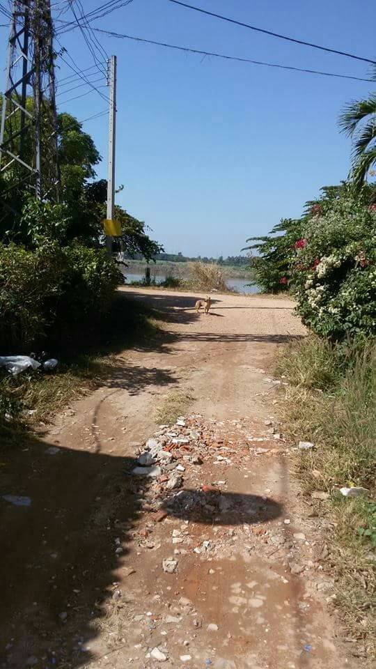 House-for-rent-Sisattanak-Vientiane_Lao 11 ID: 4082 – Adorable house near Mekong Rever in Ban Suanmon for rent and sale