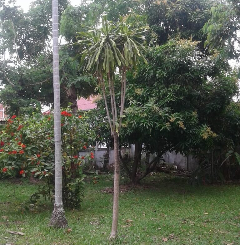 768