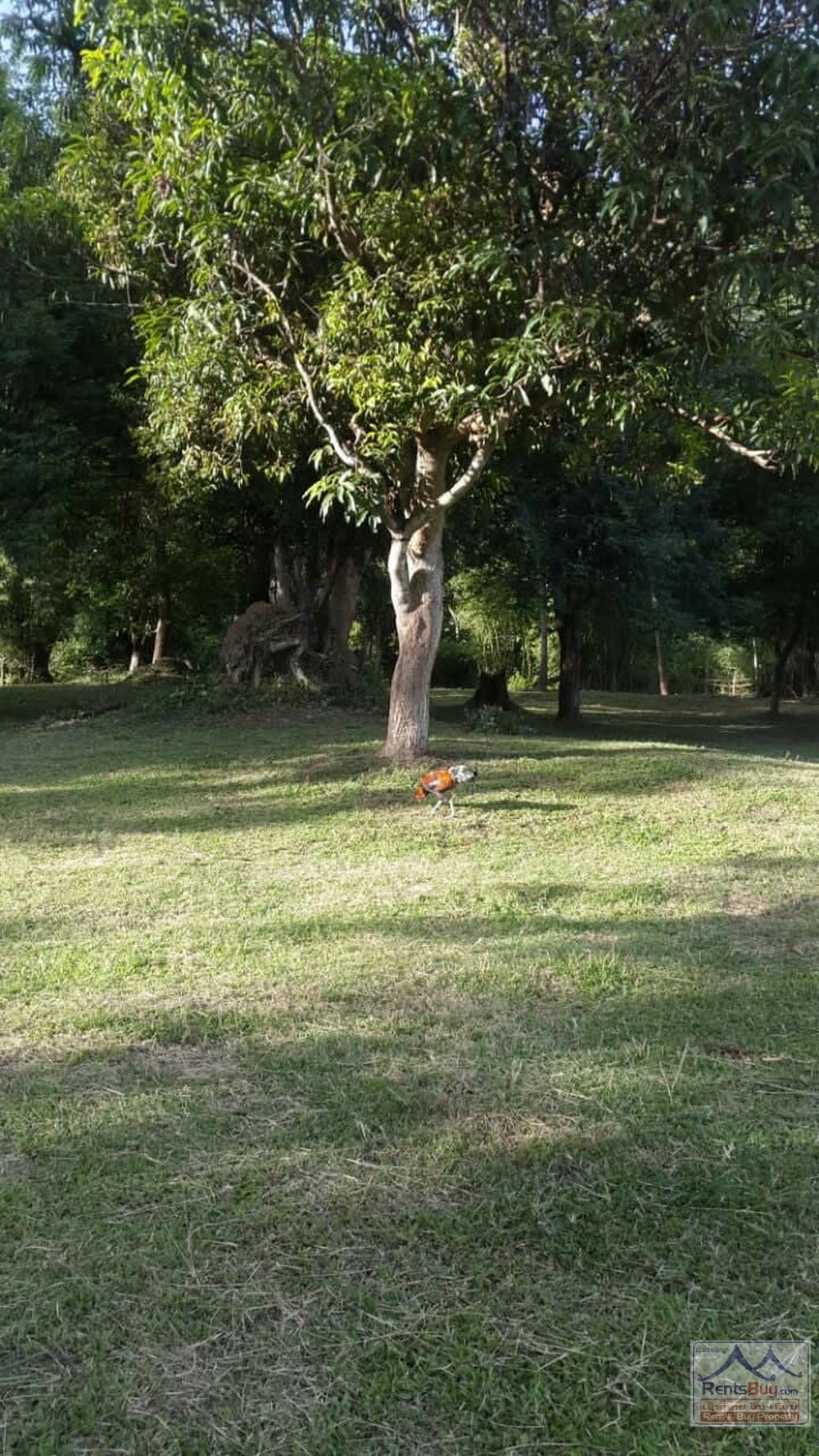 ID 4662 – Agricultural land by the lake in Oudomphone Village from 200m pave road