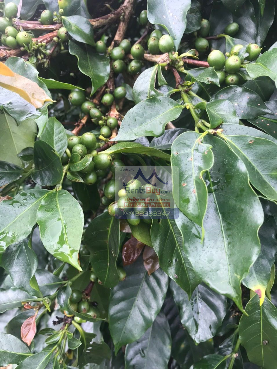 6033 – Investment Opportunity: Coffee Plantation for Sale in Pak-Song District, Laos.