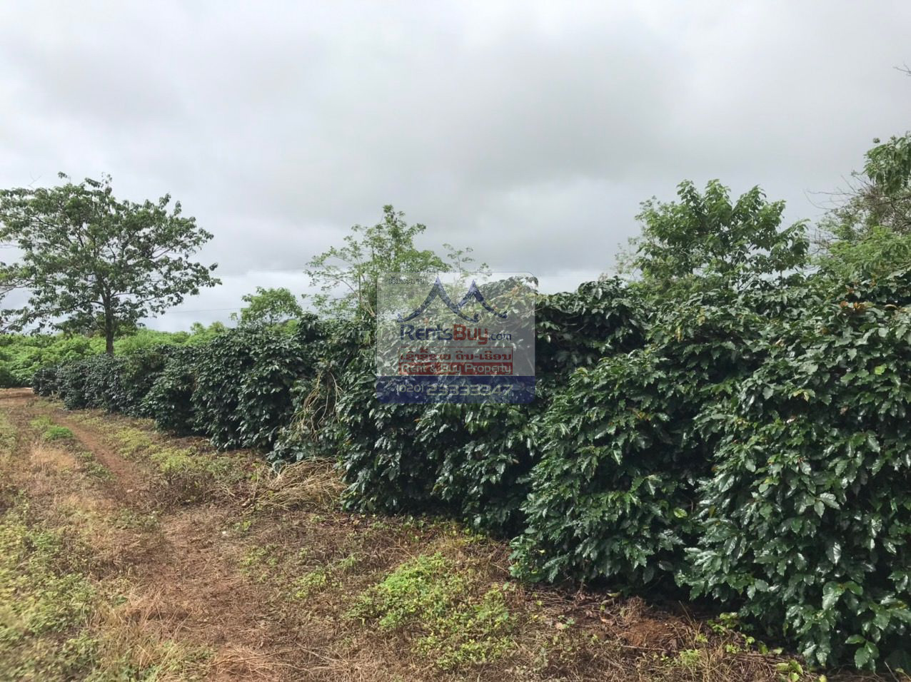 6033 – Investment Opportunity: Coffee Plantation for Sale in Pak-Song District, Laos.