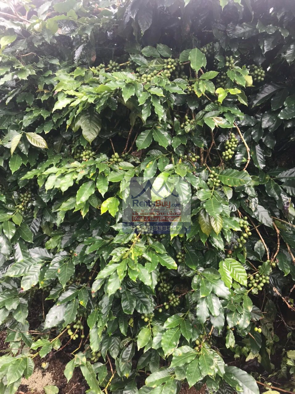 6033 – Investment Opportunity: Coffee Plantation for Sale in Pak-Song District, Laos.
