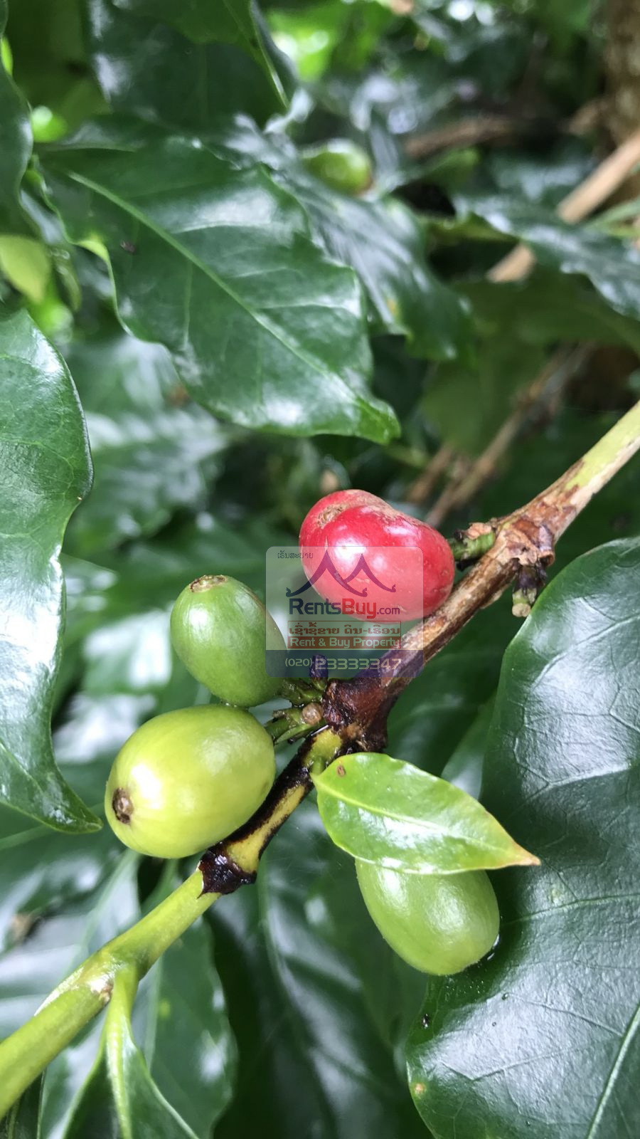 6033 – Investment Opportunity: Coffee Plantation for Sale in Pak-Song District, Laos.