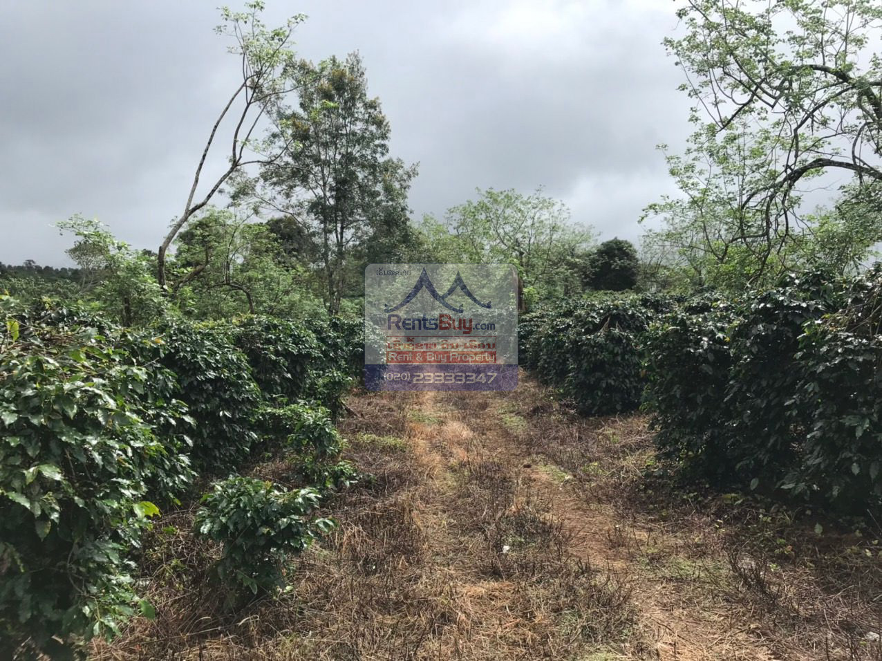 6033 – Investment Opportunity: Coffee Plantation for Sale in Pak-Song District, Laos.