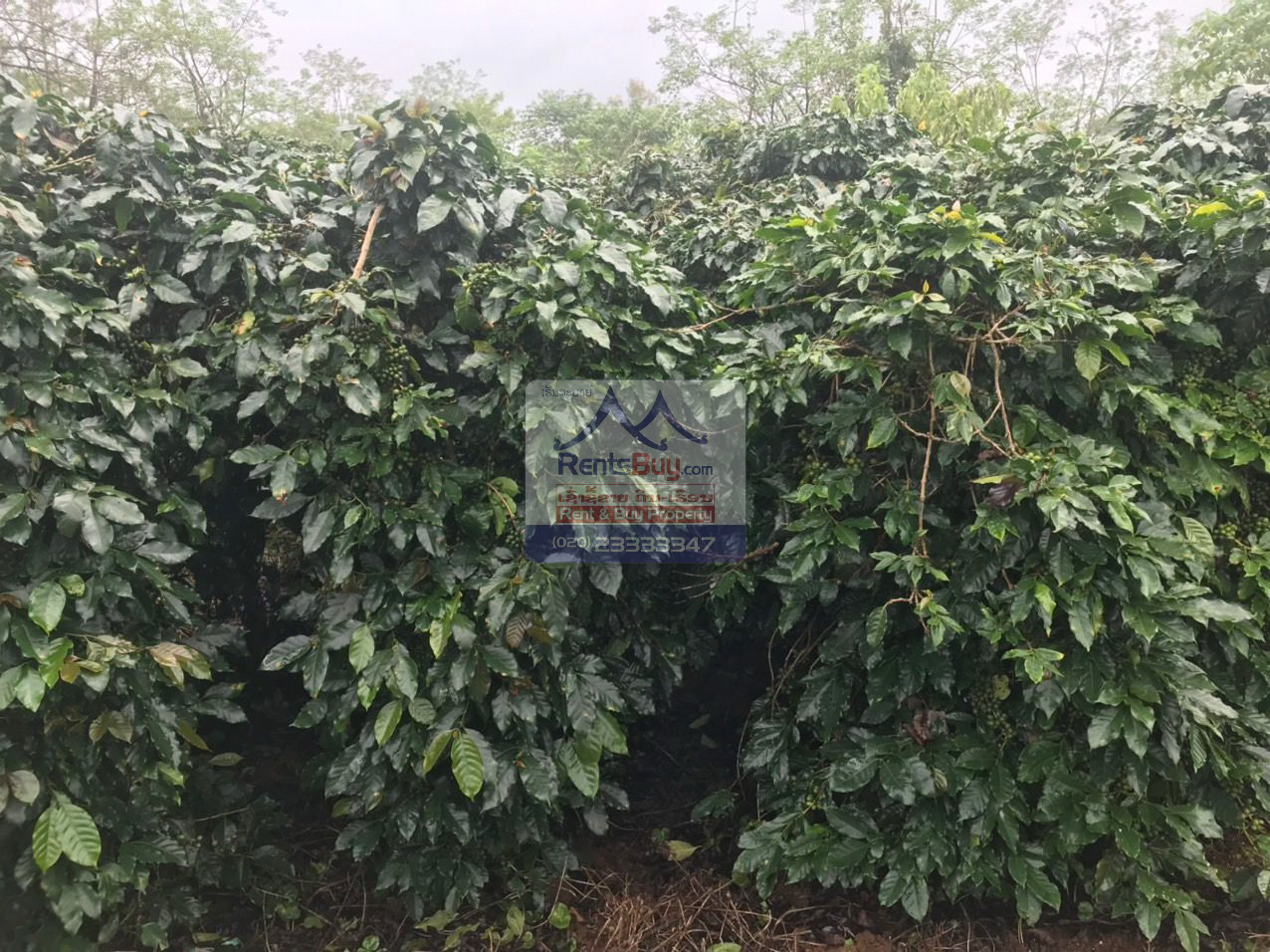 6033 – Investment Opportunity: Coffee Plantation for Sale in Pak-Song District, Laos.