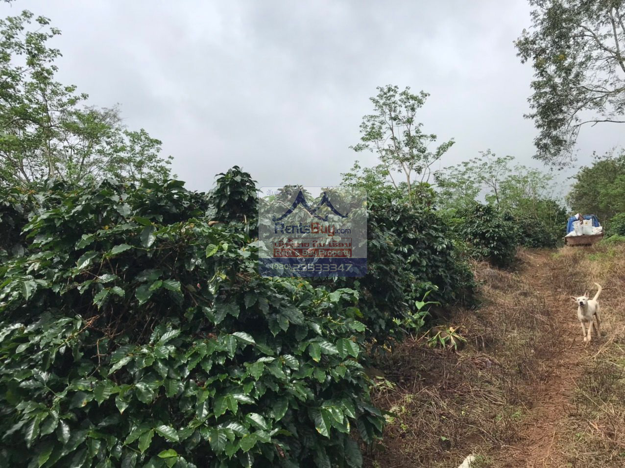 6033 – Investment Opportunity: Coffee Plantation for Sale in Pak-Song District, Laos.