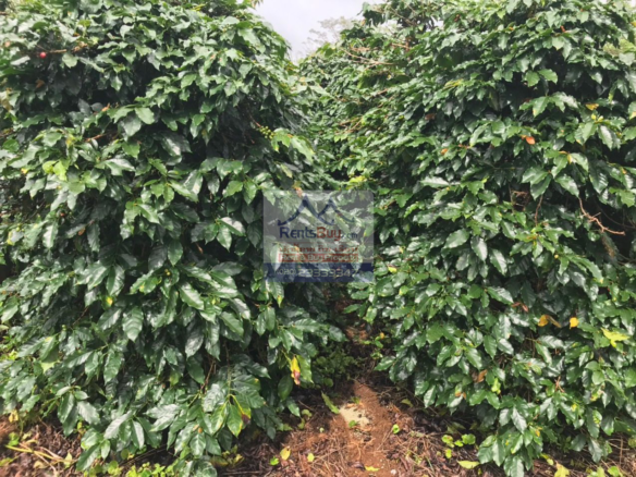6033 – Investment Opportunity: Coffee Plantation for Sale in Pak-Song District, Laos.