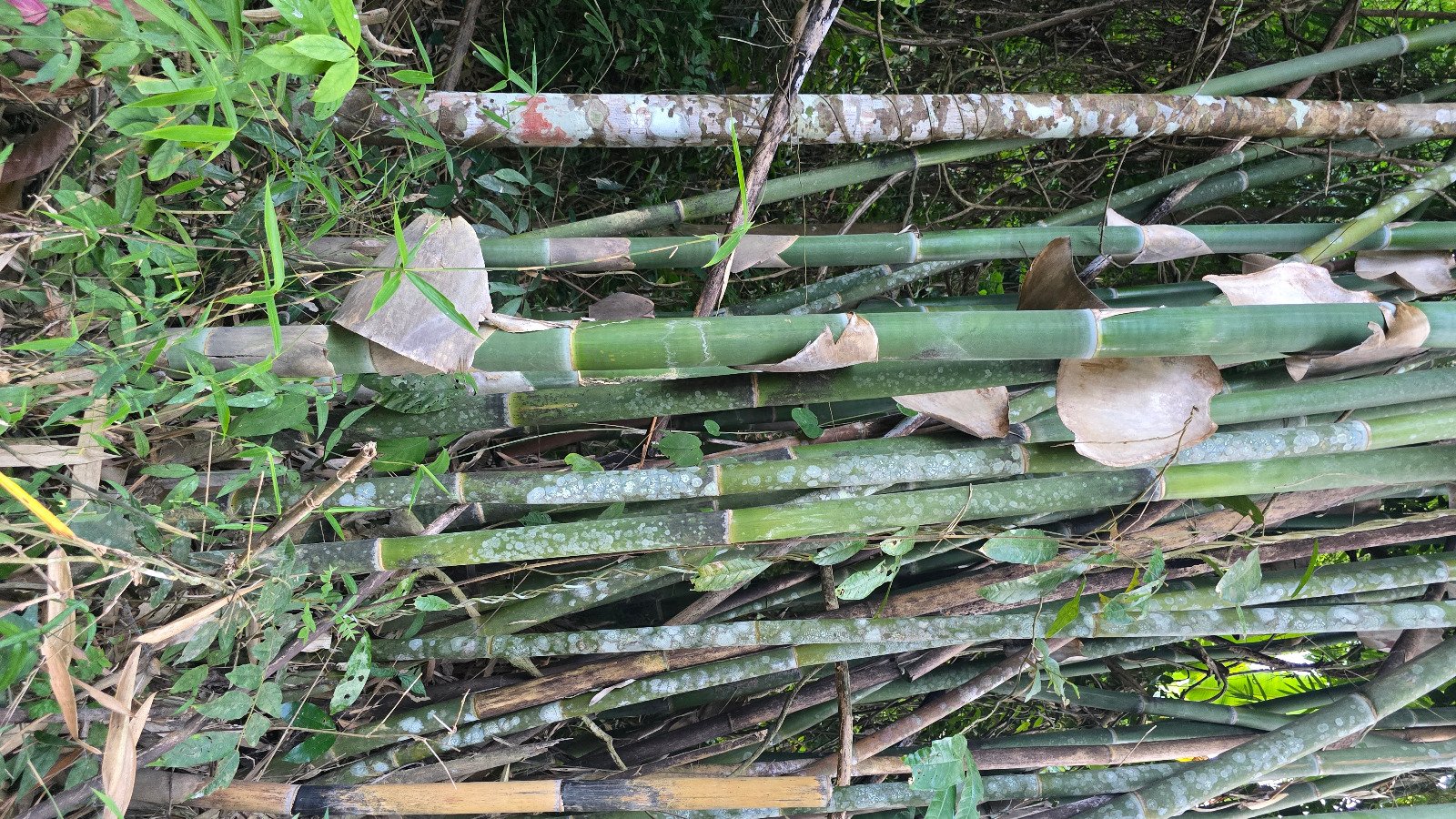 6327-A Prime Agricultural Investment Opportunity in Laos