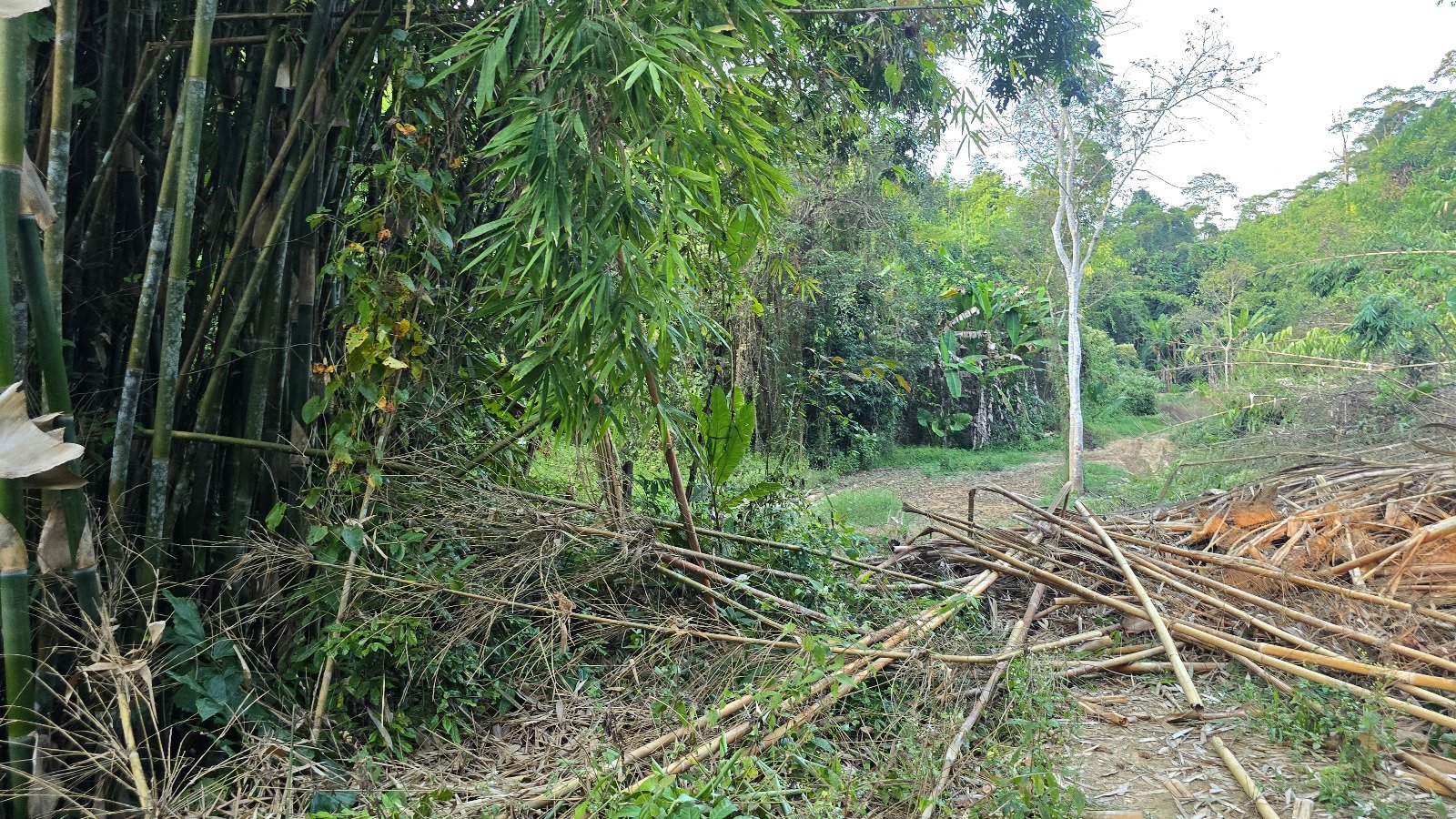 6327-A Prime Agricultural Investment Opportunity in Laos