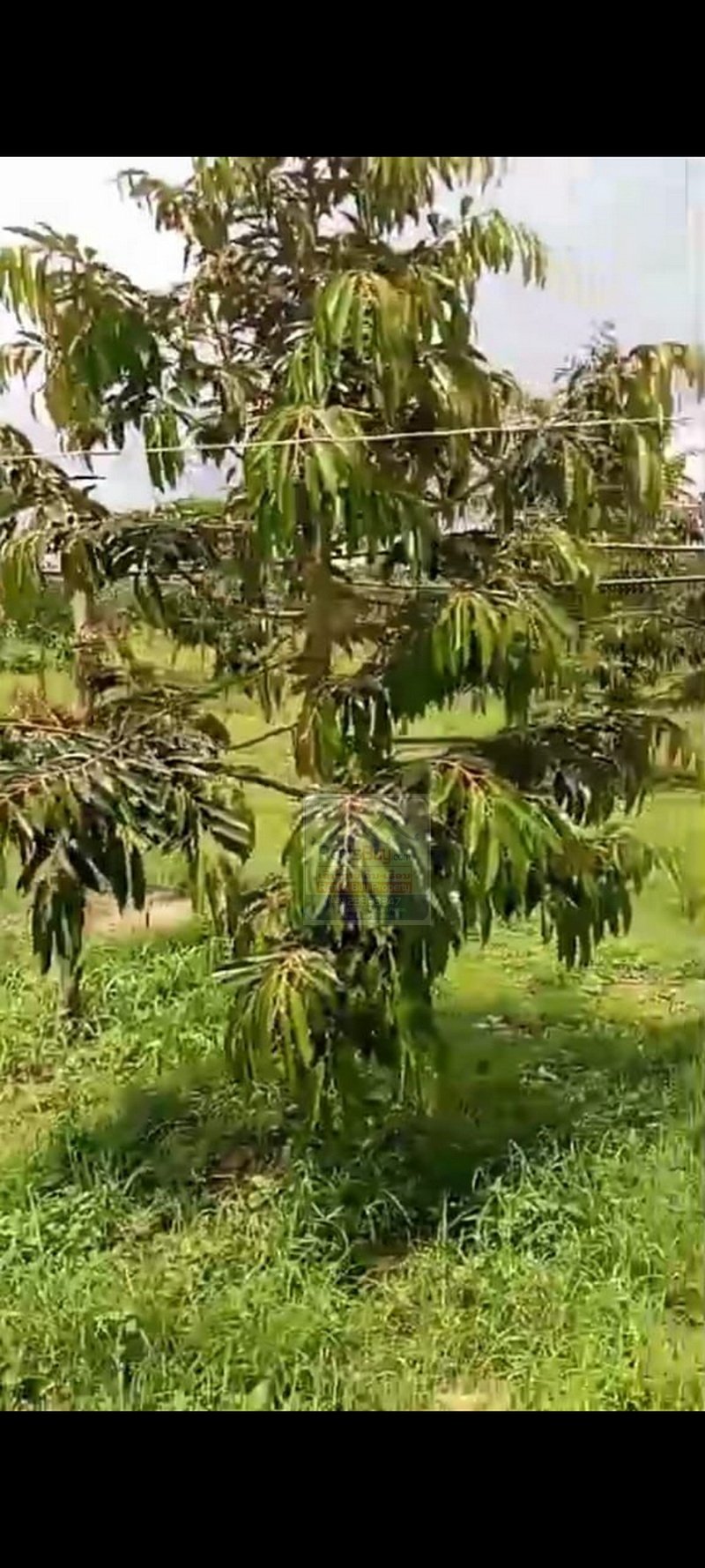 vacantlandforrentinsalavan09 6352-Agricultural vacant land for concession in Salavan district, Salavan Province