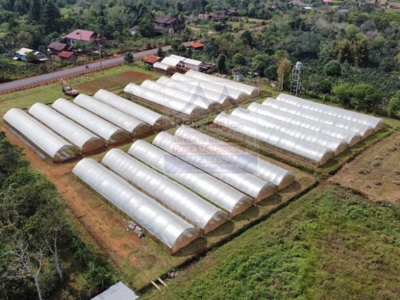 6378-Organic Farm in Paksong: A Sustainable Agricultural Gem in Champasak Province