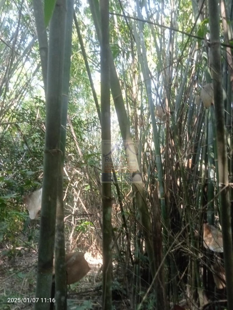 6410-Prime Agricultural Land for Rent or Sale in NongKhon, Phonhong District, Vientiane Province
