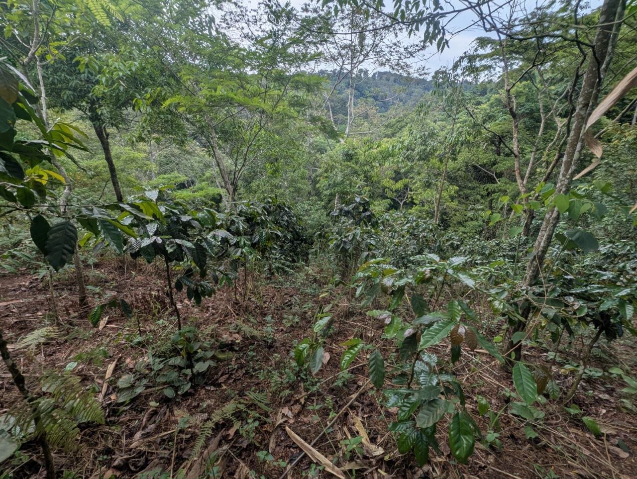 Paksong km42, riverside land with coffee trees and waterfall