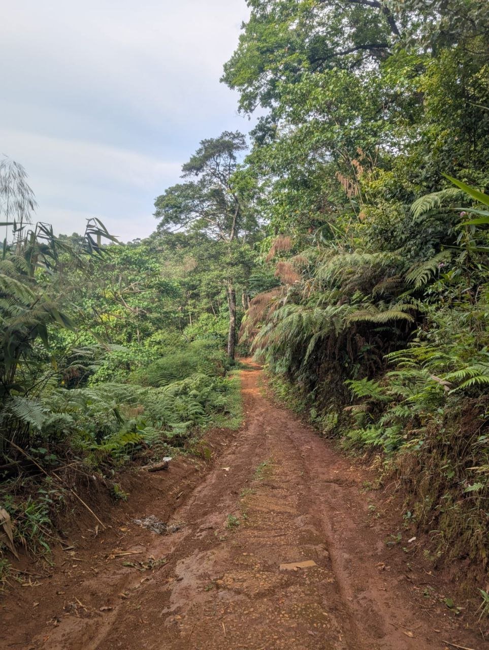 Paksong km42, riverside land with coffee trees and waterfall