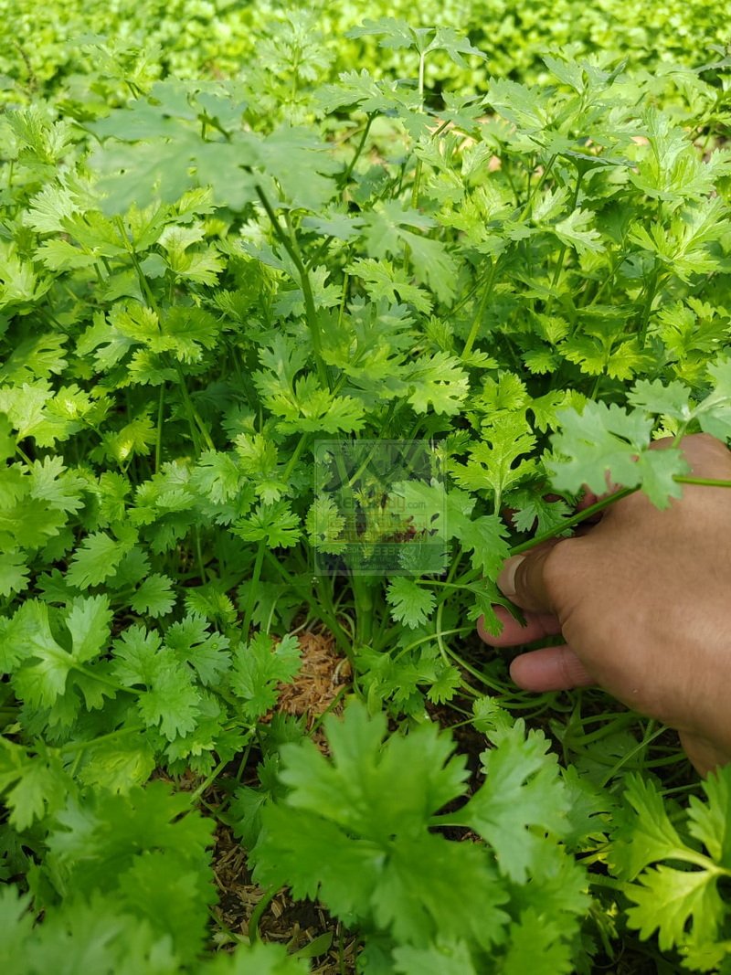 6373-Sustainable Success: Fully Equipped Organic Farm in Vientiane Capital.