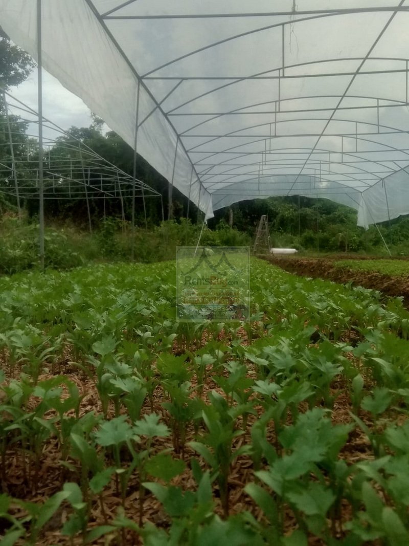 6373-Sustainable Success: Fully Equipped Organic Farm in Vientiane Capital.