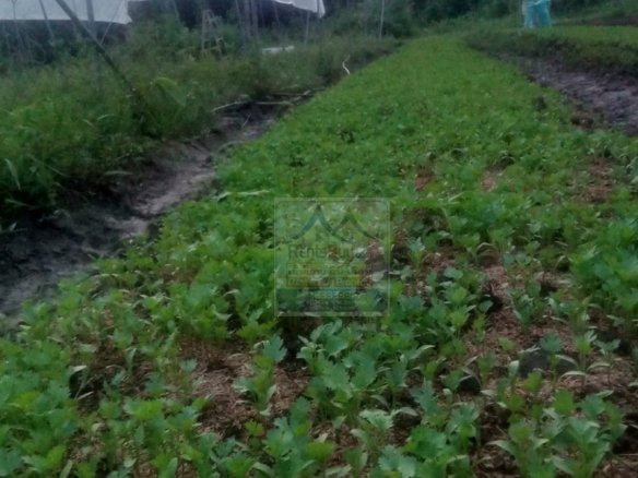 6373-Sustainable Success: Fully Equipped Organic Farm in Vientiane Capital.