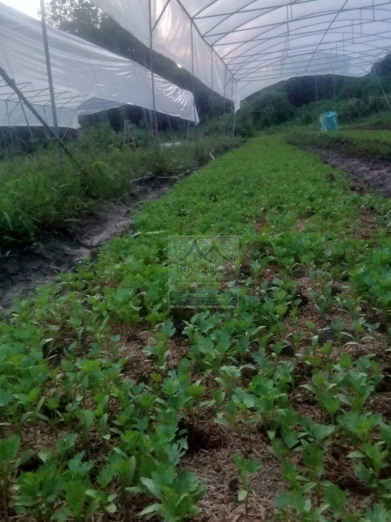 6373-Sustainable Success: Fully Equipped Organic Farm in Vientiane Capital.