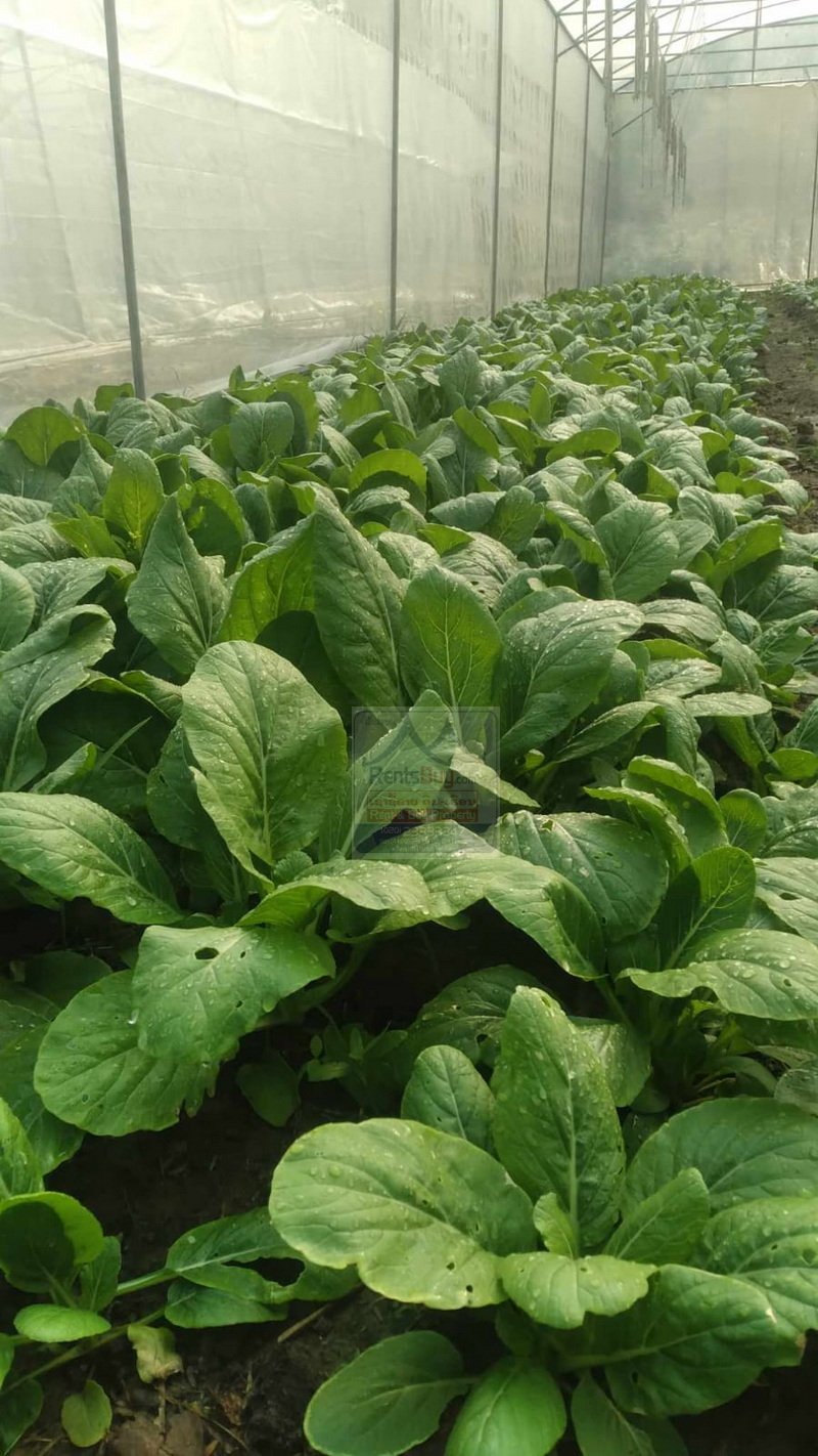 6373-Sustainable Success: Fully Equipped Organic Farm in Vientiane Capital.